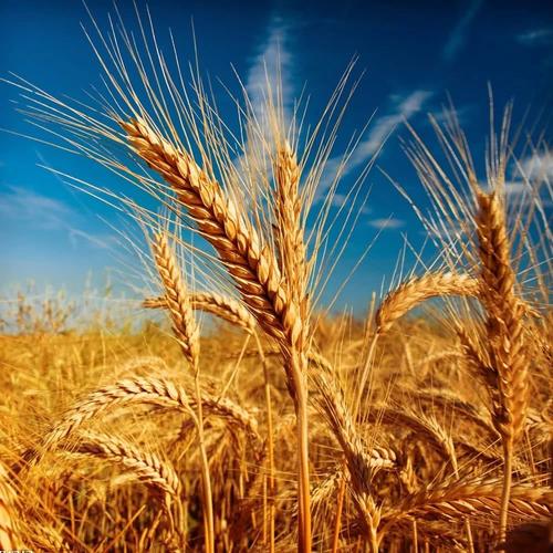 新疆也是小麦的高产地