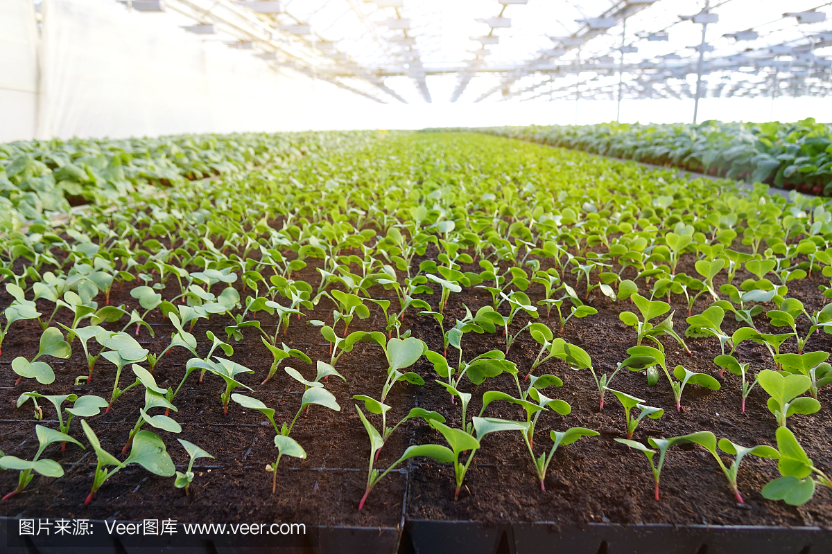 在温室里种植蔬菜。农业。种植园的萝卜。