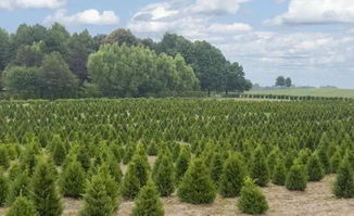 苗木种植者如何提升苗木利润空间