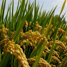 专业供应 优质水稻种子 厂家直销 高产水稻