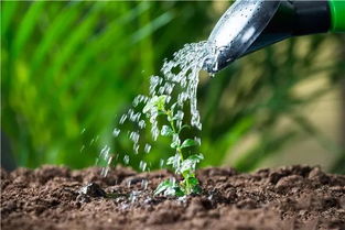 农作物种植中如何科学施用磷肥